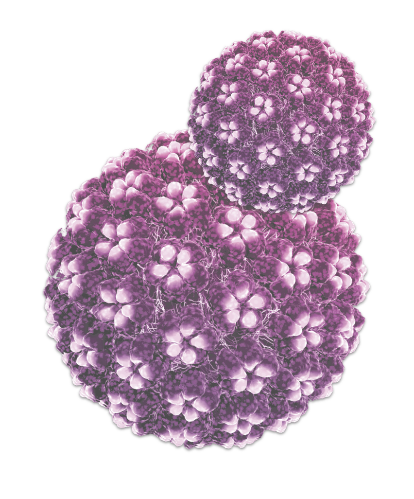 ภาพจำลองไวรัส HPV
